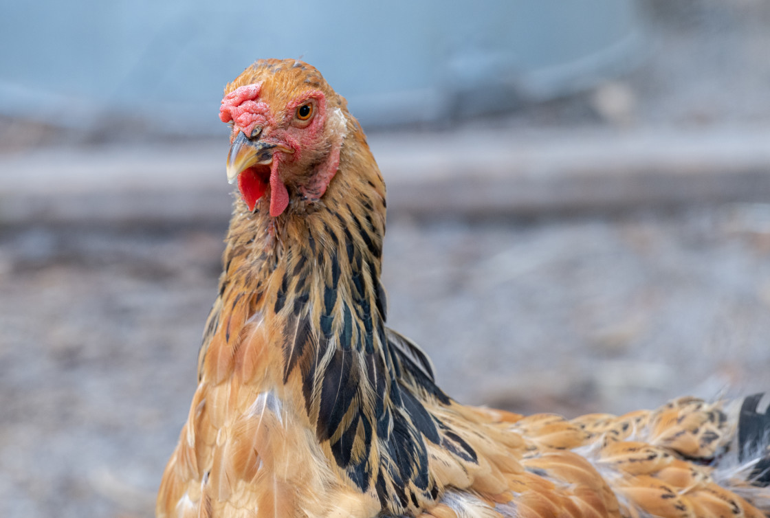 "Chickens in a pen" stock image