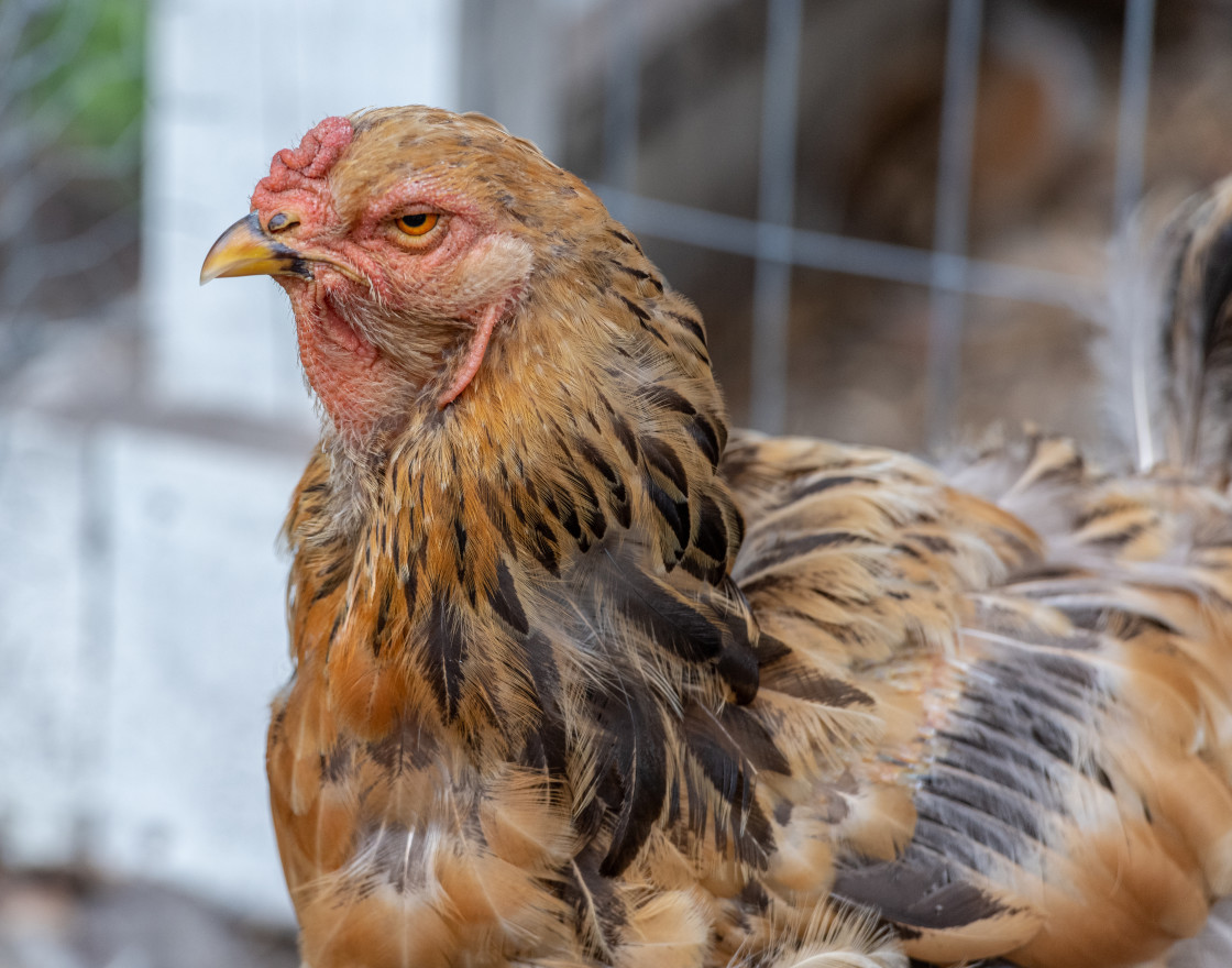 "Chickens in a pen" stock image