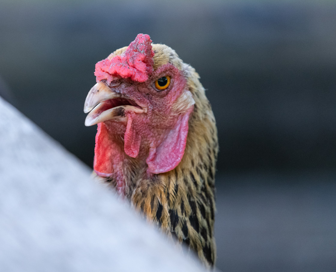 "Chickens in a pen" stock image