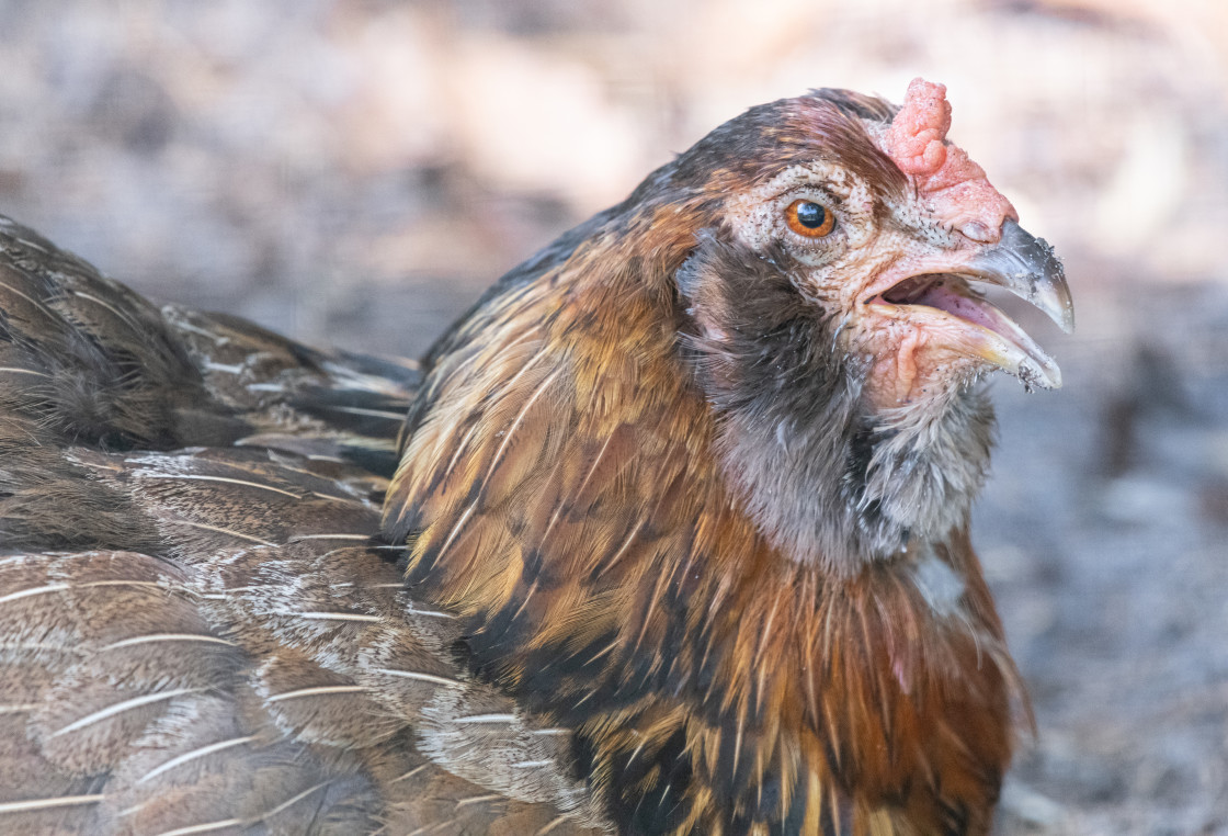 "Chickens in a pen" stock image