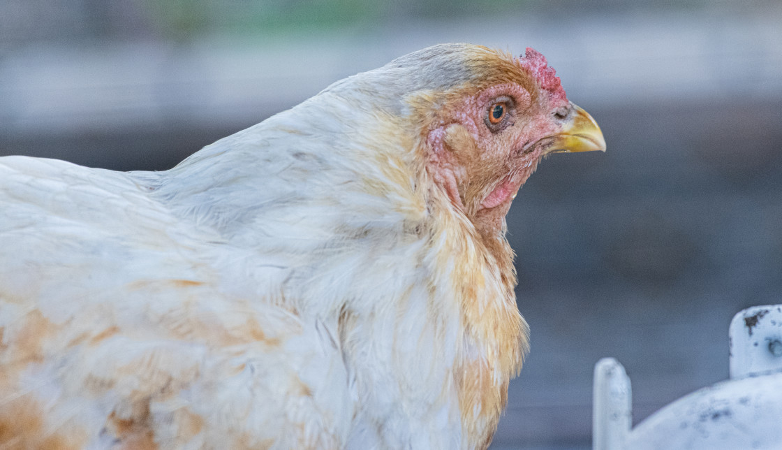 "Chickens in a pen" stock image