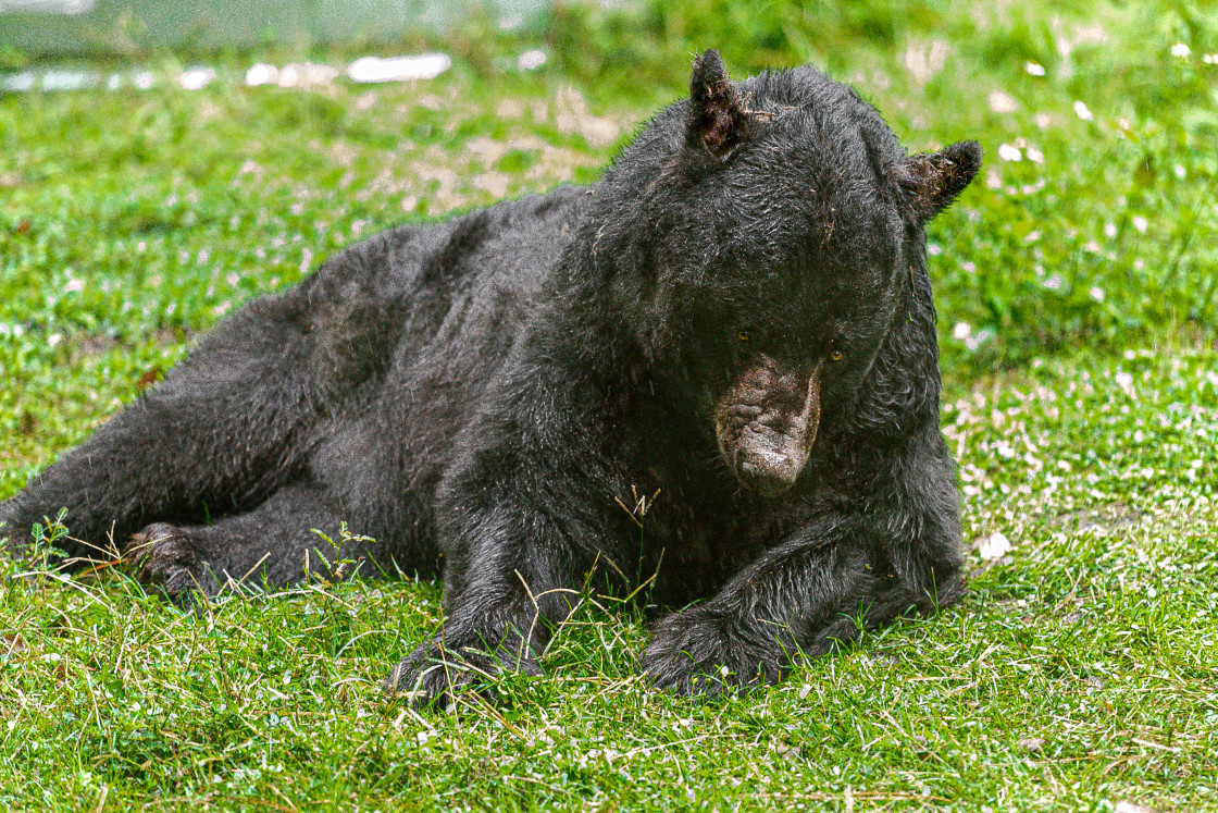 "Black Bear" stock image