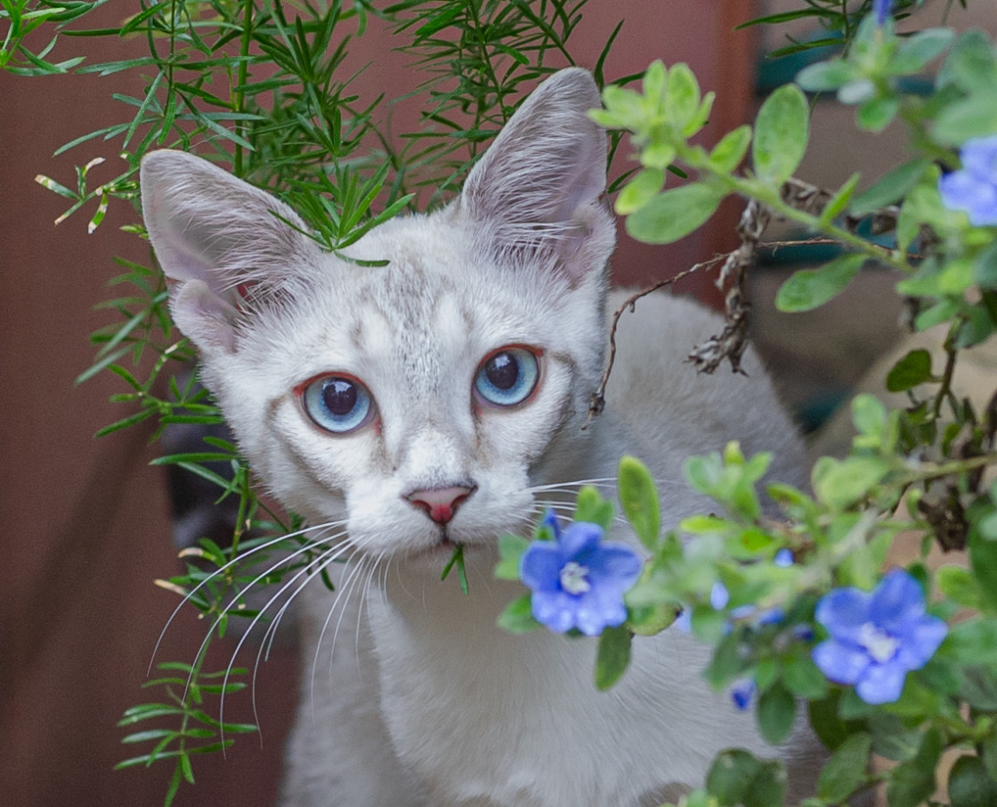 "Young cat at and the blue flower" stock image