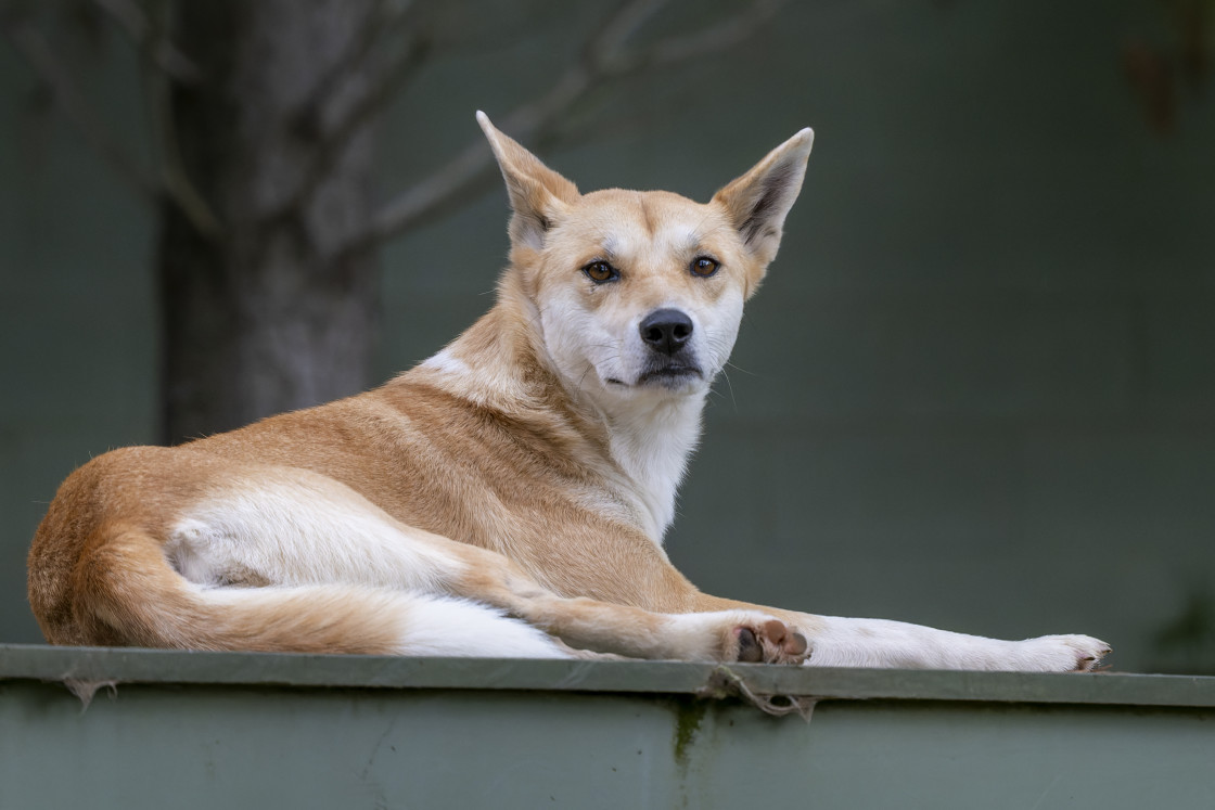 "Australian Dingo" stock image