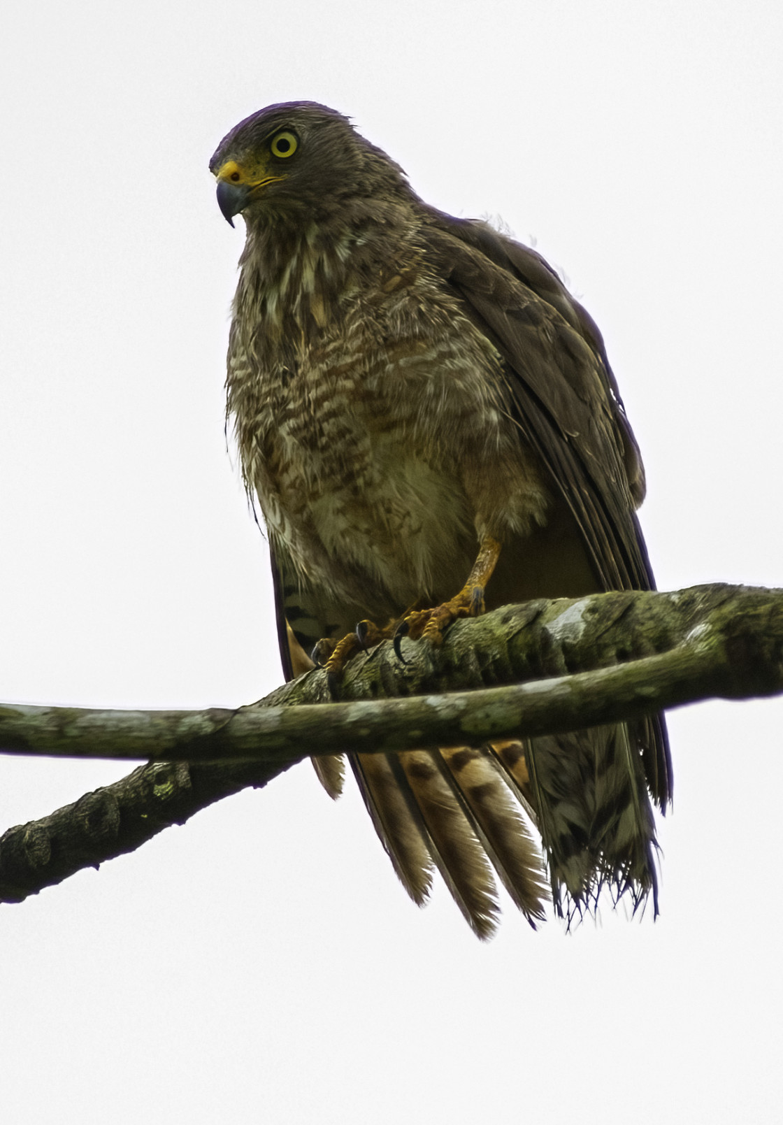 "Roadside Hawk" stock image