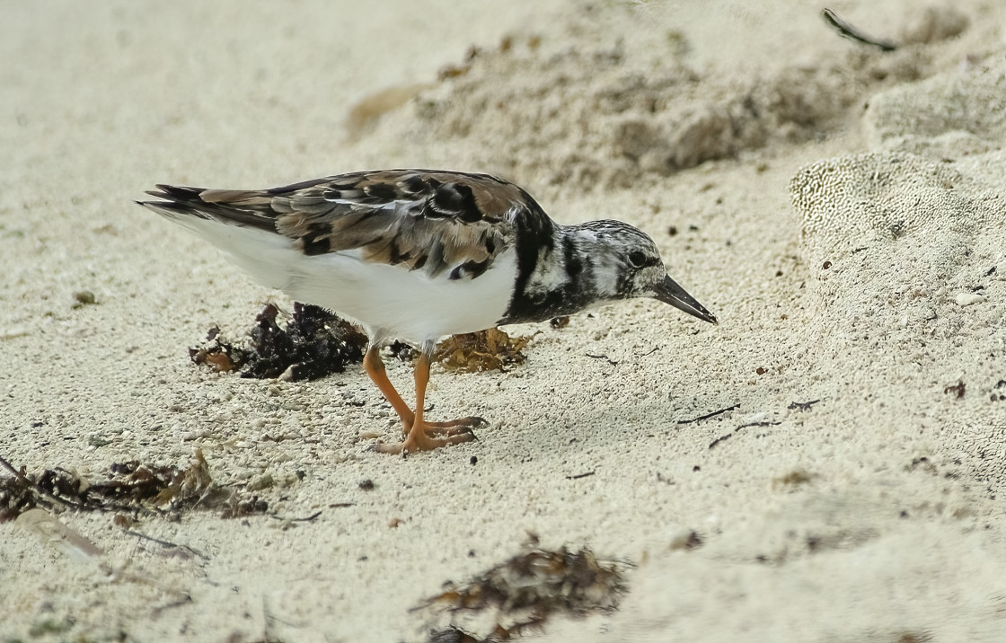 "Ruddy Turnstone" stock image