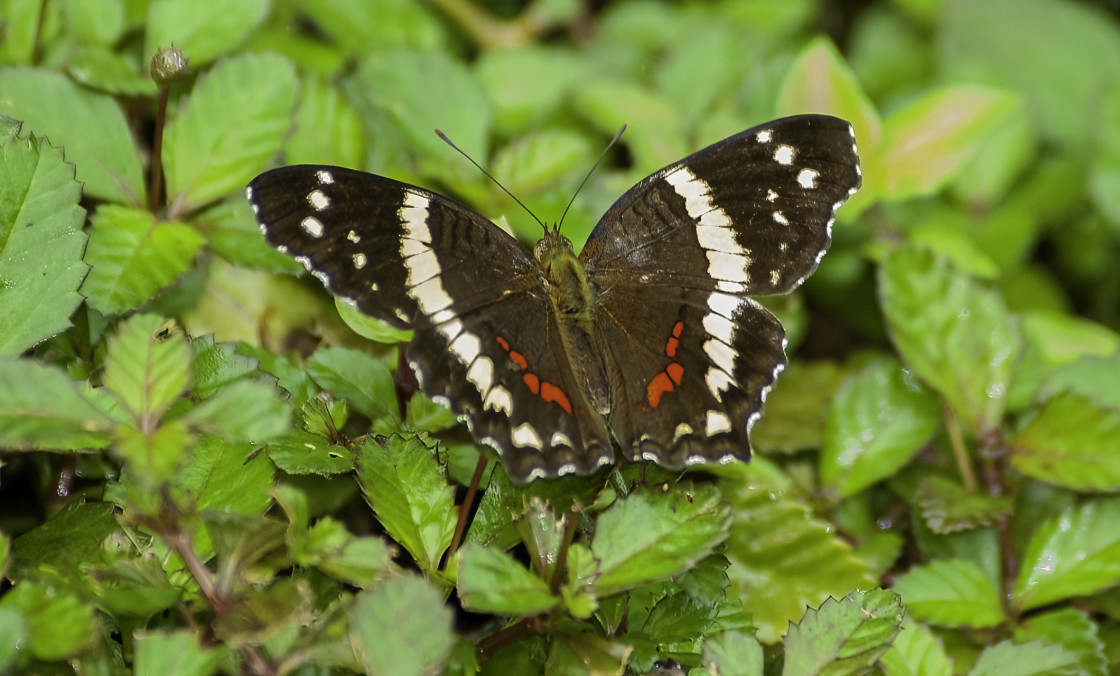 "Banded Peacock" stock image