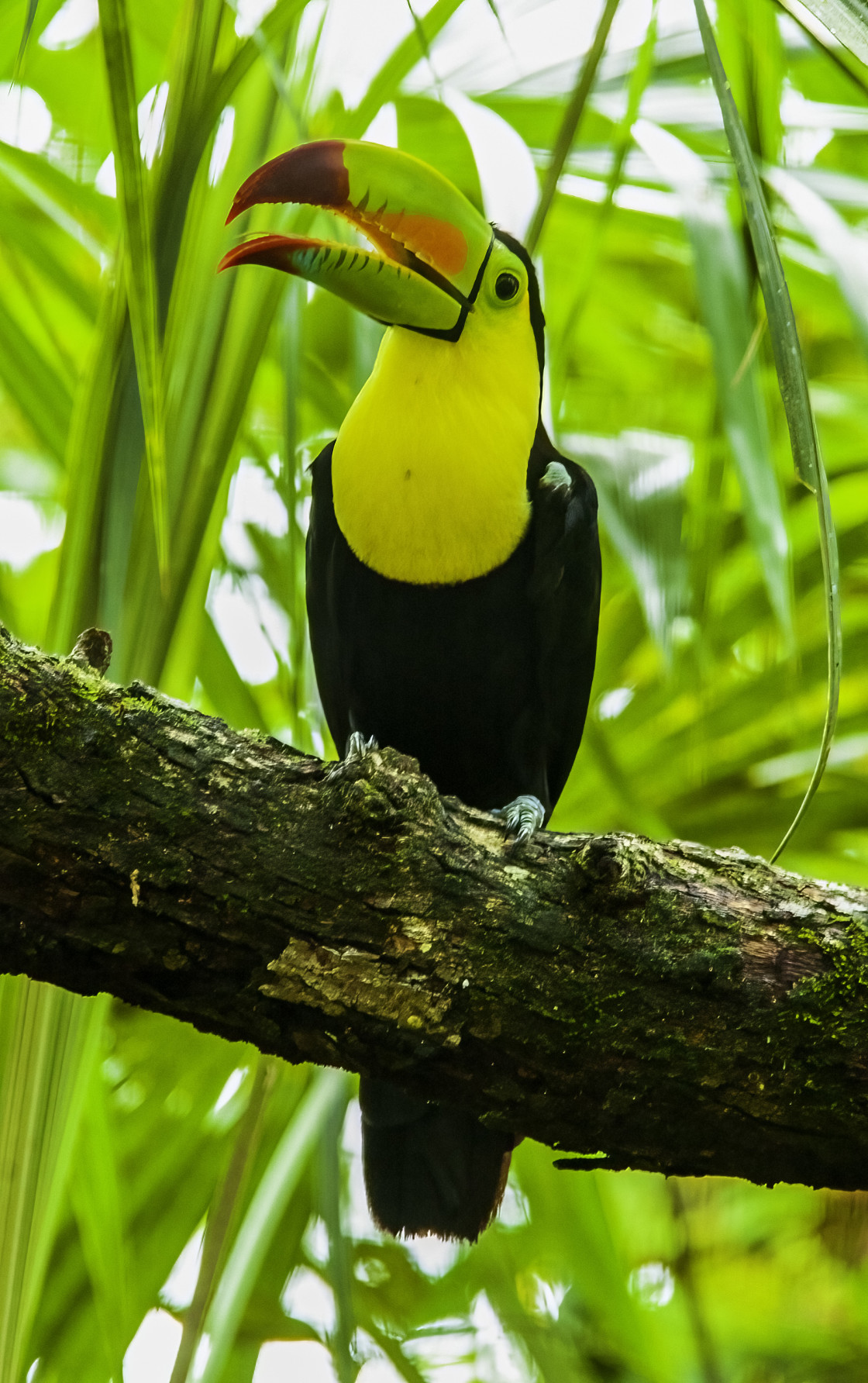 "Keel-billed Toucan" stock image