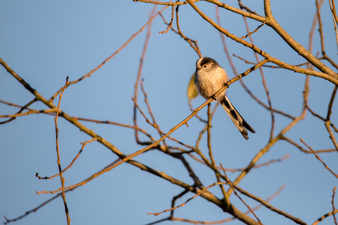 "Long-tailed Tit" stock image