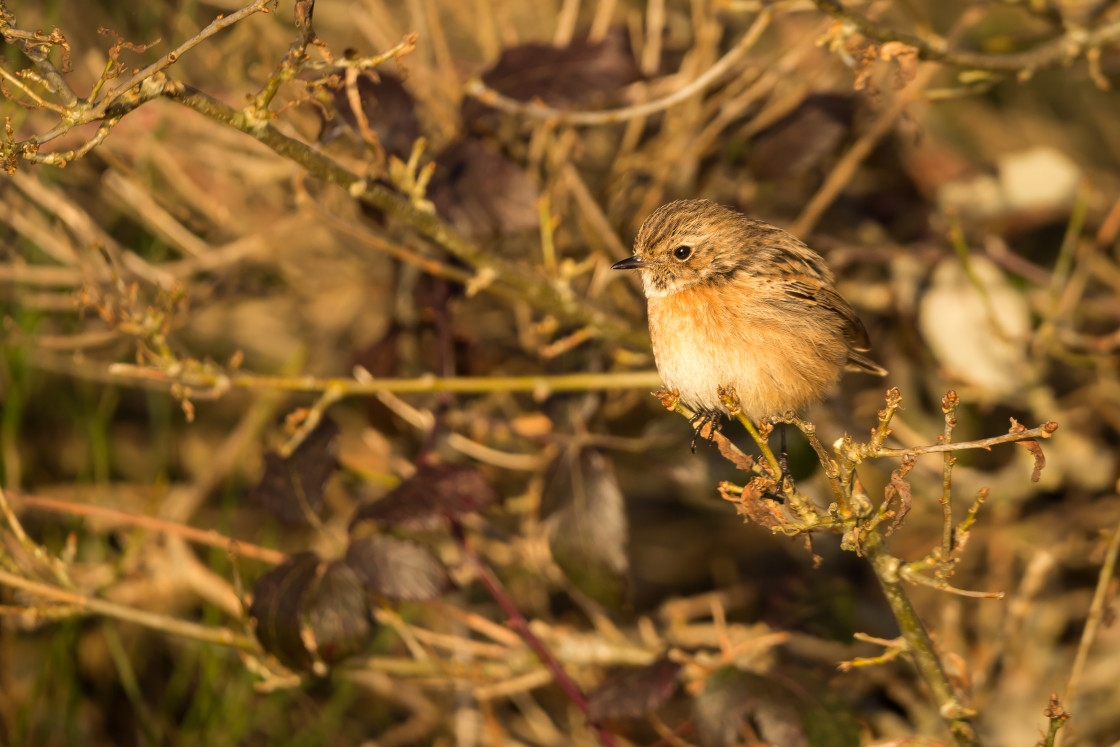 "Female Stonechat" stock image