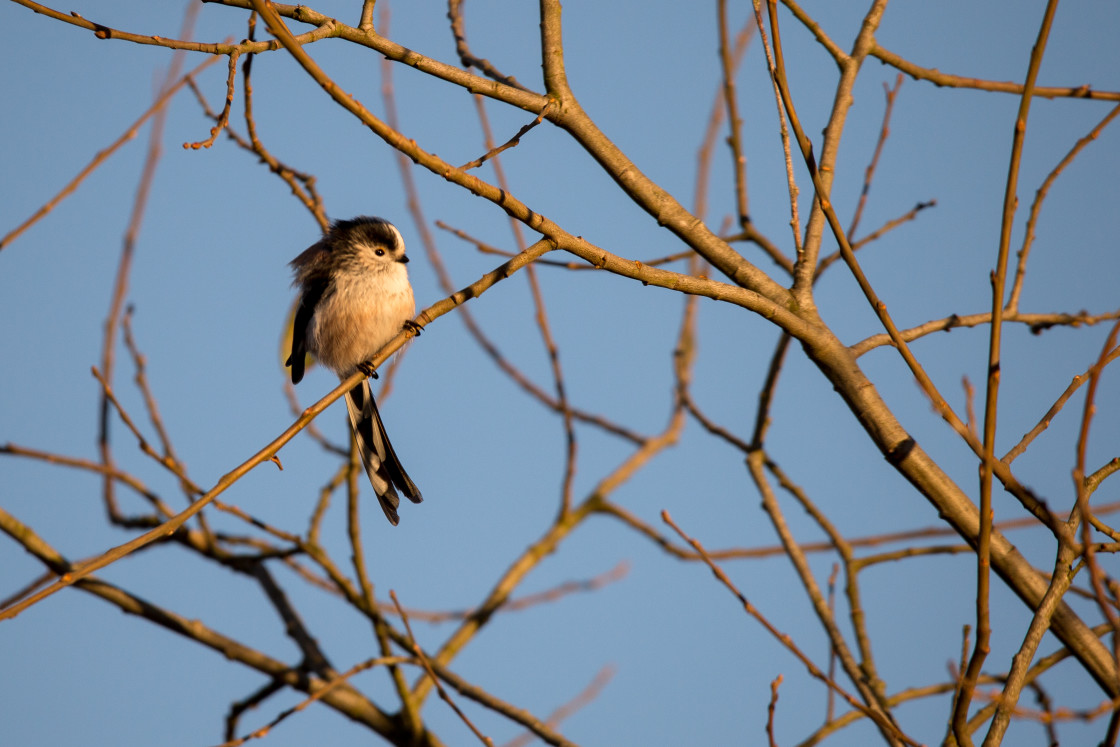 "Long-tailed Tit" stock image