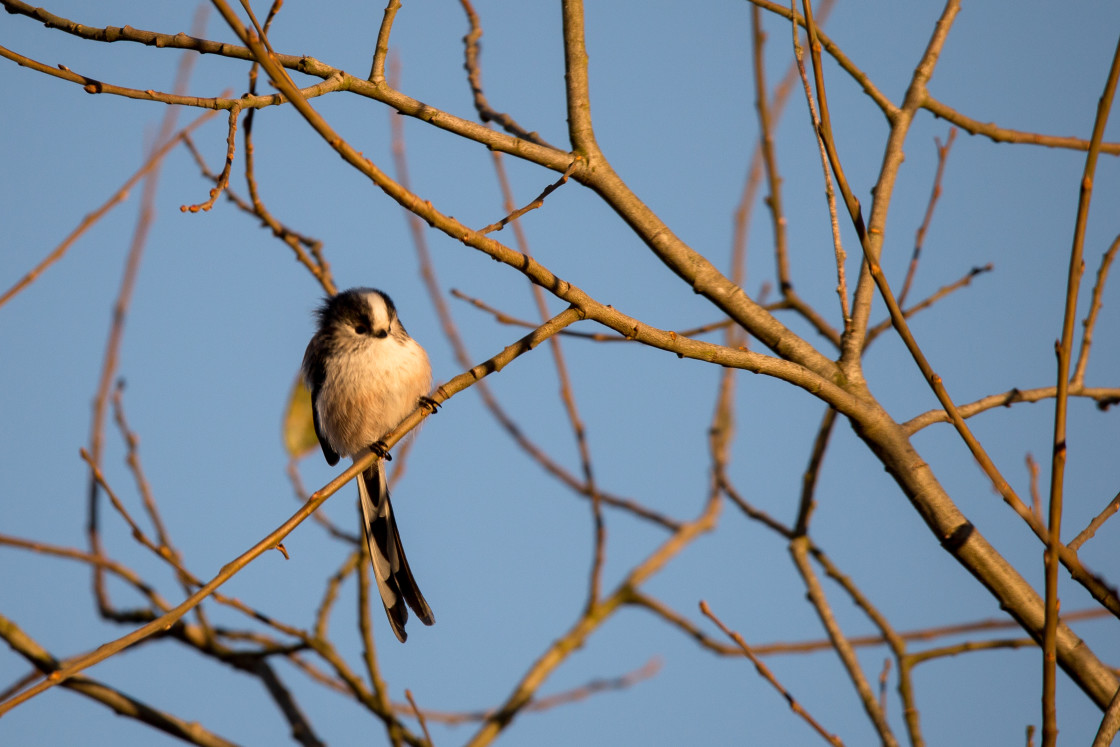 "Long-tailed Tit" stock image