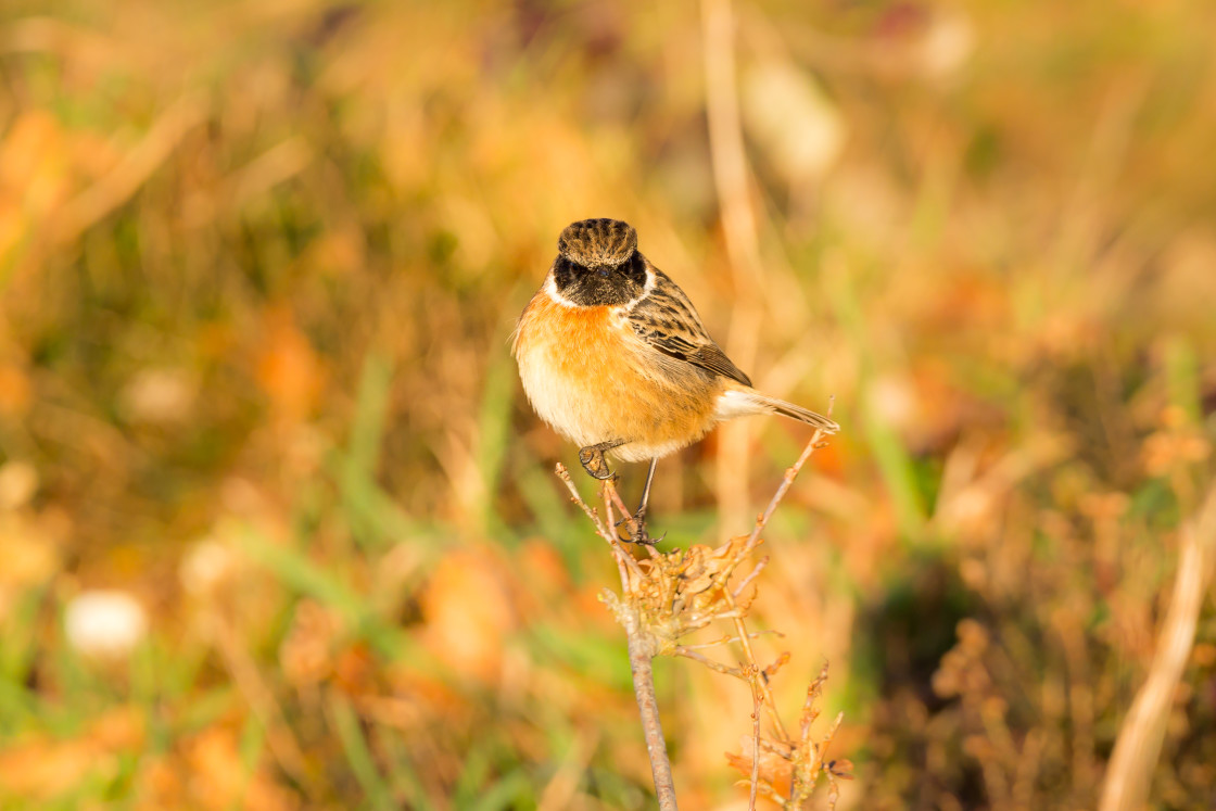 "What are you looking at?" stock image