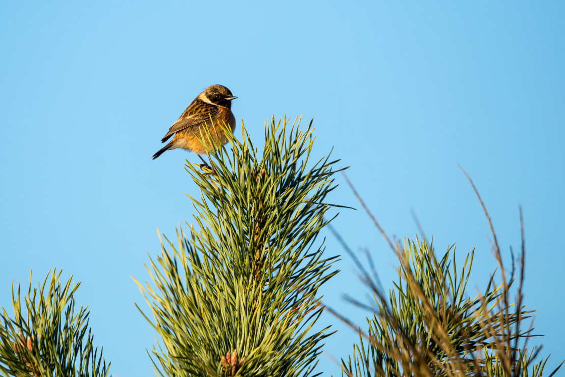 "Stonechat Bird" stock image