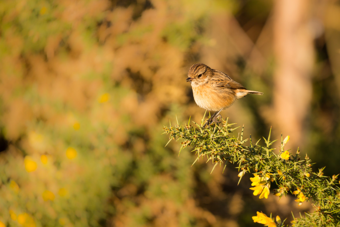 "Female Stonechat" stock image