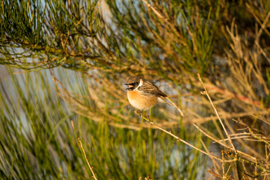 "Stonechat Bird Chattering" stock image