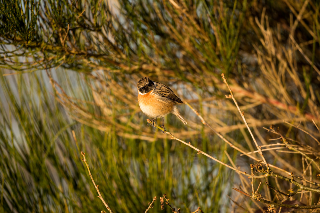 "Male Stonechat" by Gordon England - $12.65 "Male Stonechat" stock image