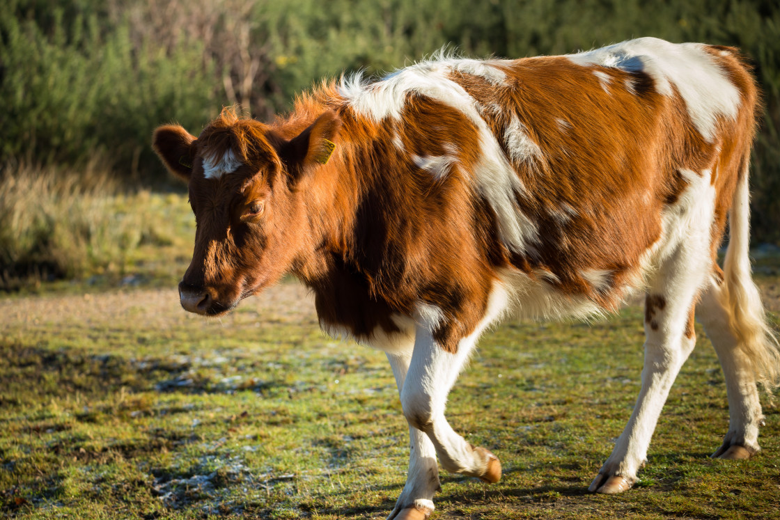 "Cow Strolling" stock image