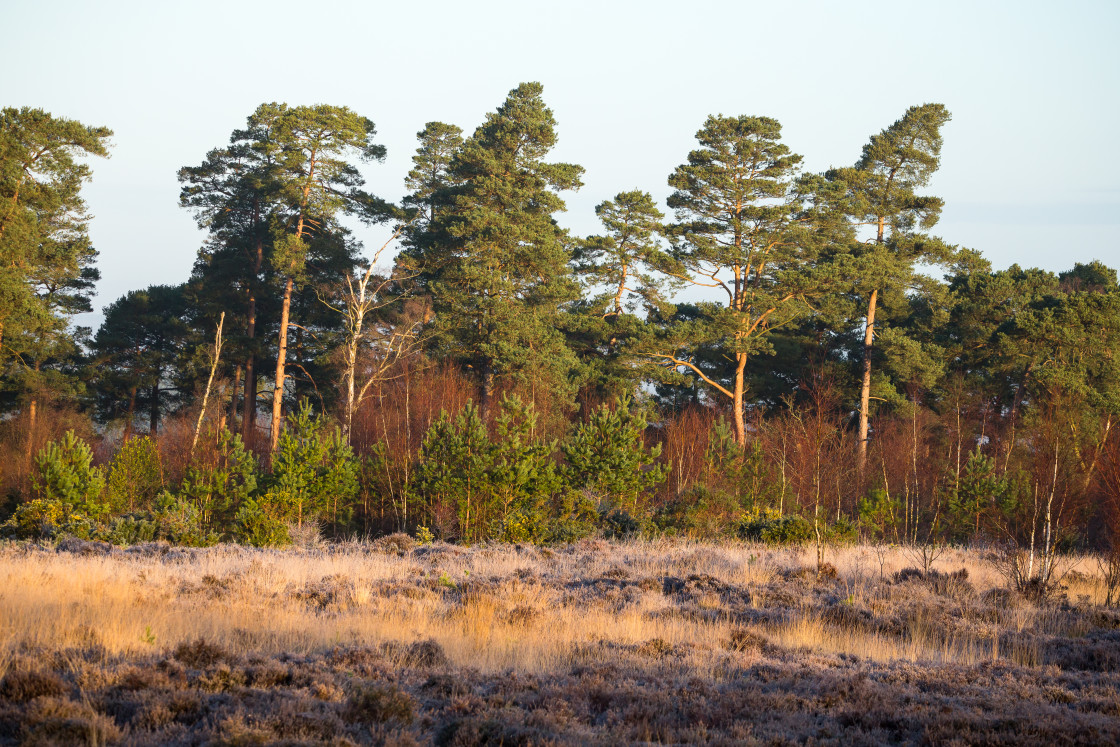 "Heathland Woodland Boundary" stock image