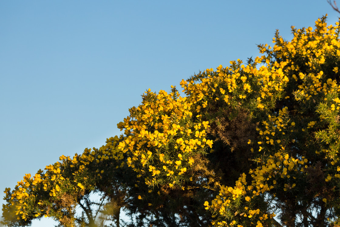 "Winter Gorse Bloom" stock image