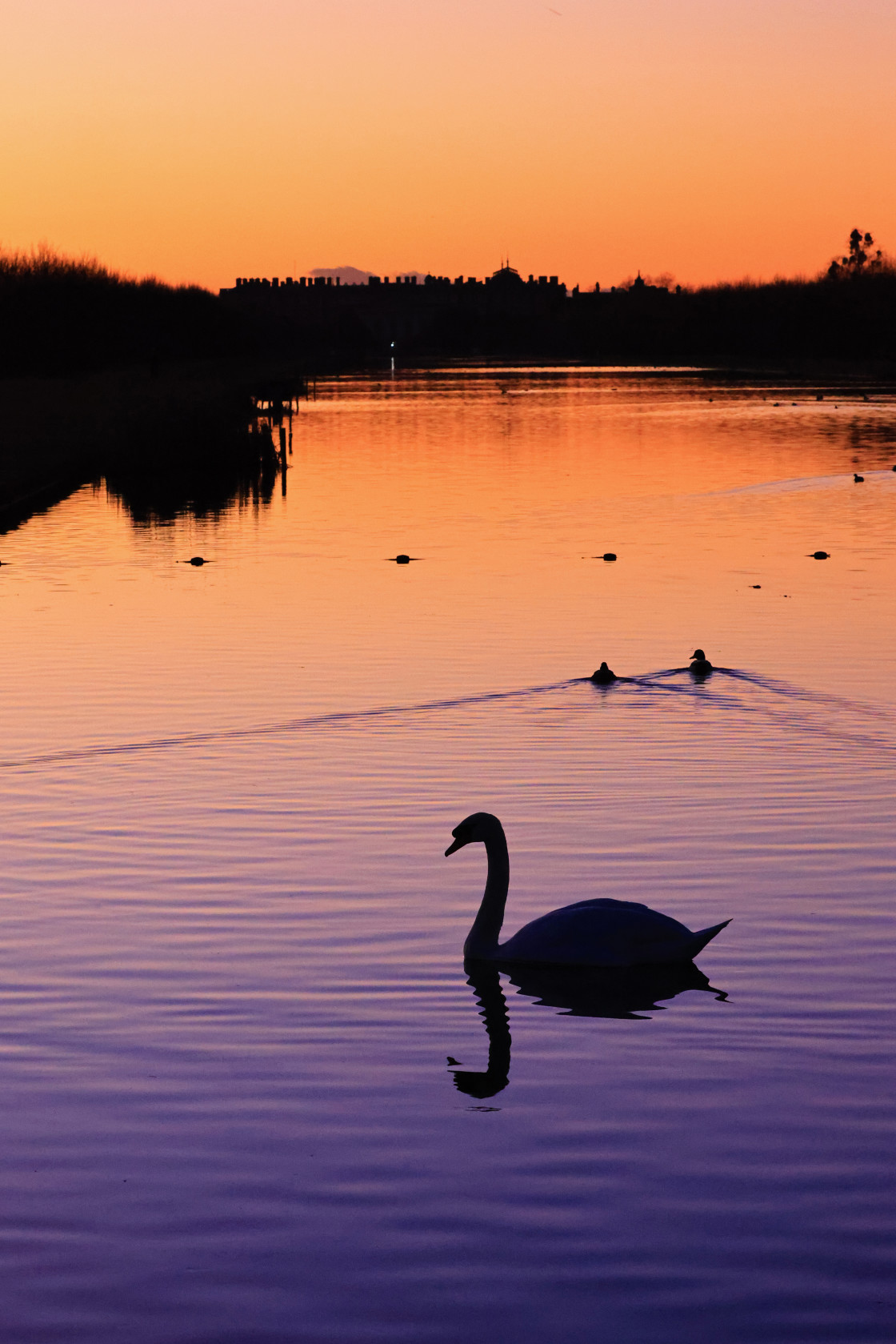 "Sunset Swan" stock image