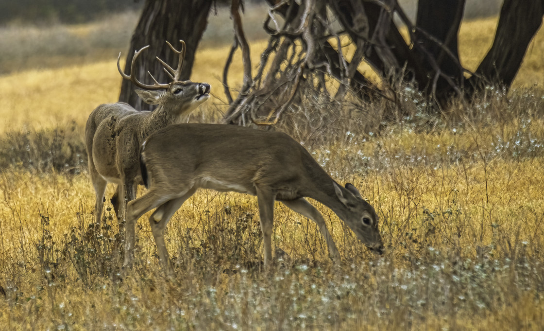 "Whitetail Flehmen Behavior" stock image