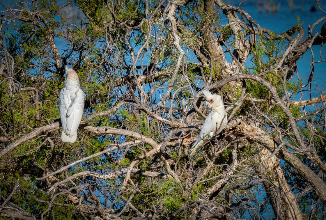 "White Cockatoo Pair" stock image