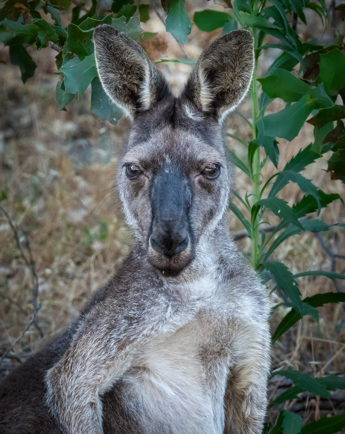 "Male Kangaroo Portrait" stock image