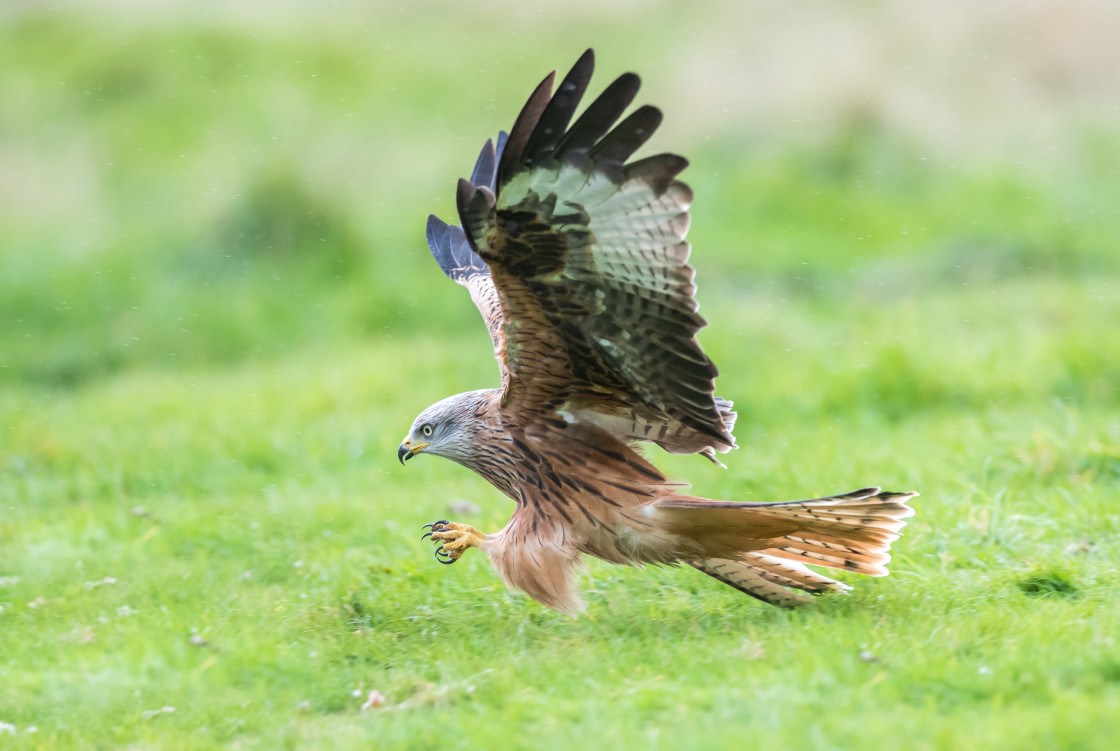 "Red Kite, Talons Out" stock image