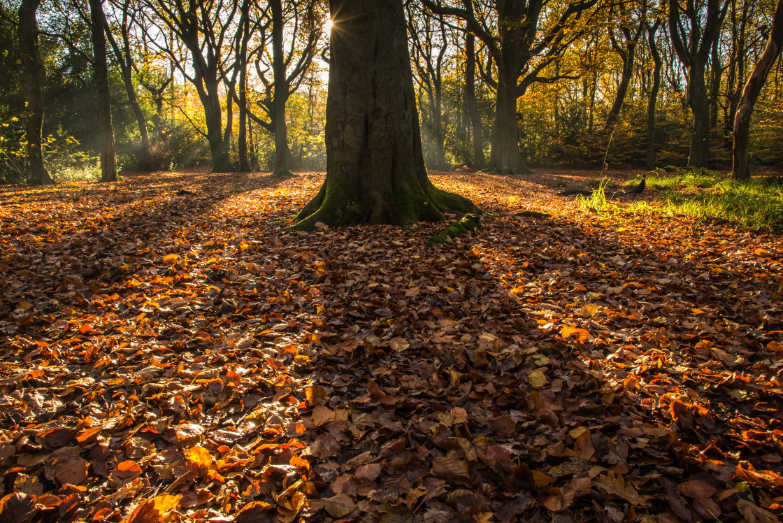 "Woodland shadows, Lilford Woods" stock image