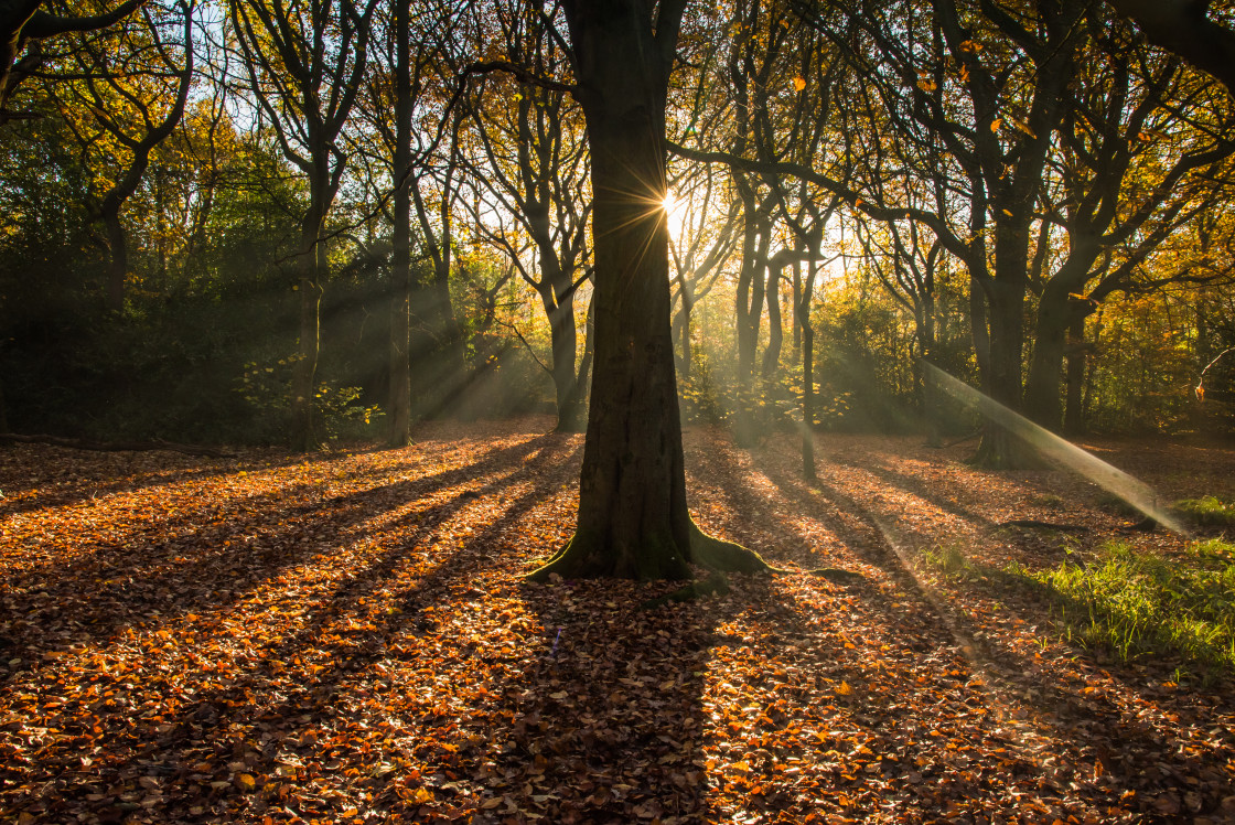 "Sunburst in Lilford Woods" stock image