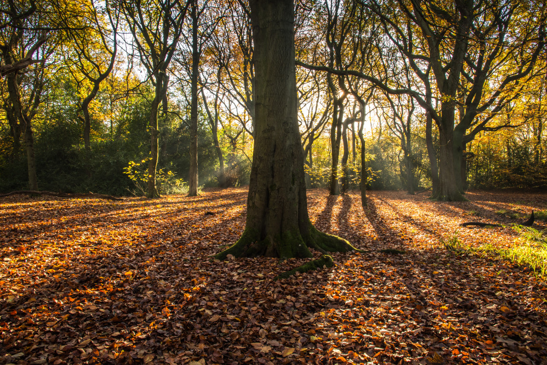 "Autumn Colour, Lilford Woods" stock image