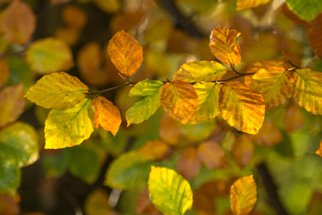 "Beech woodland in Autumn" stock image