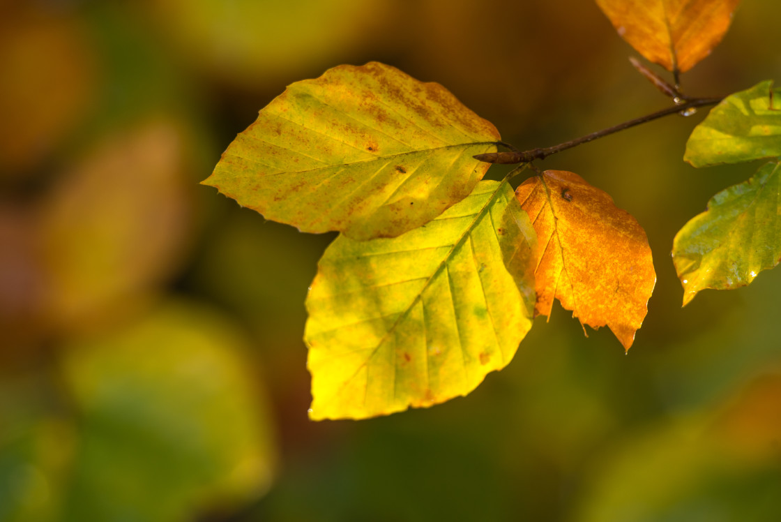 "Beech Leaves" stock image