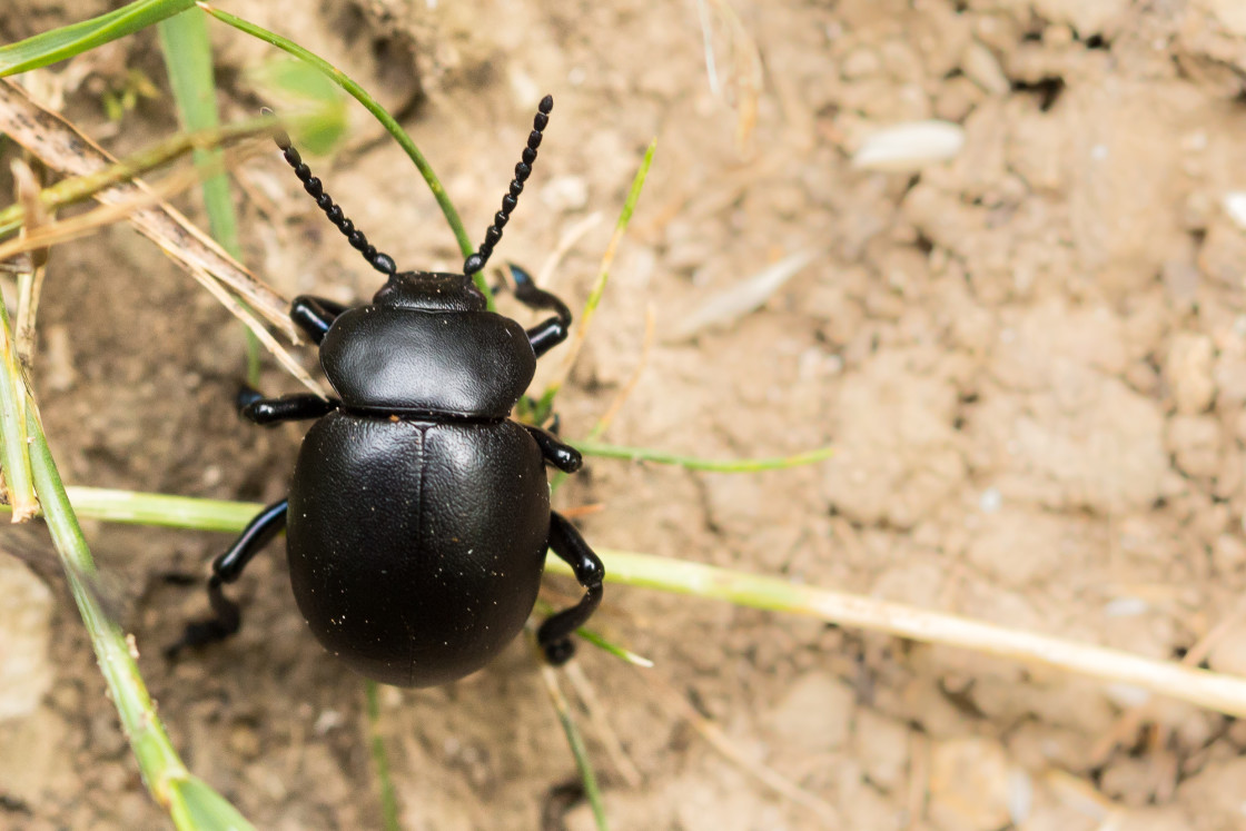 "Bloody-nosed Beetle" stock image