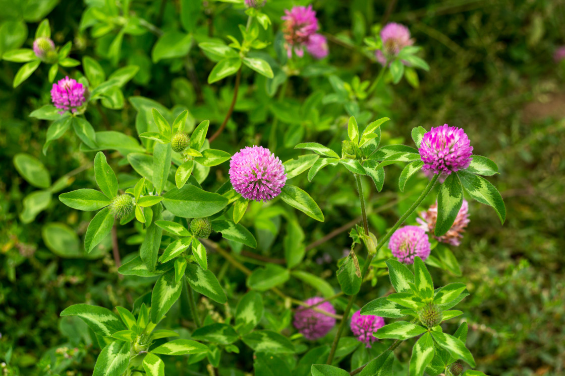 "Red Clover" by Gordon England - $12.70 "Red Clover" stock image