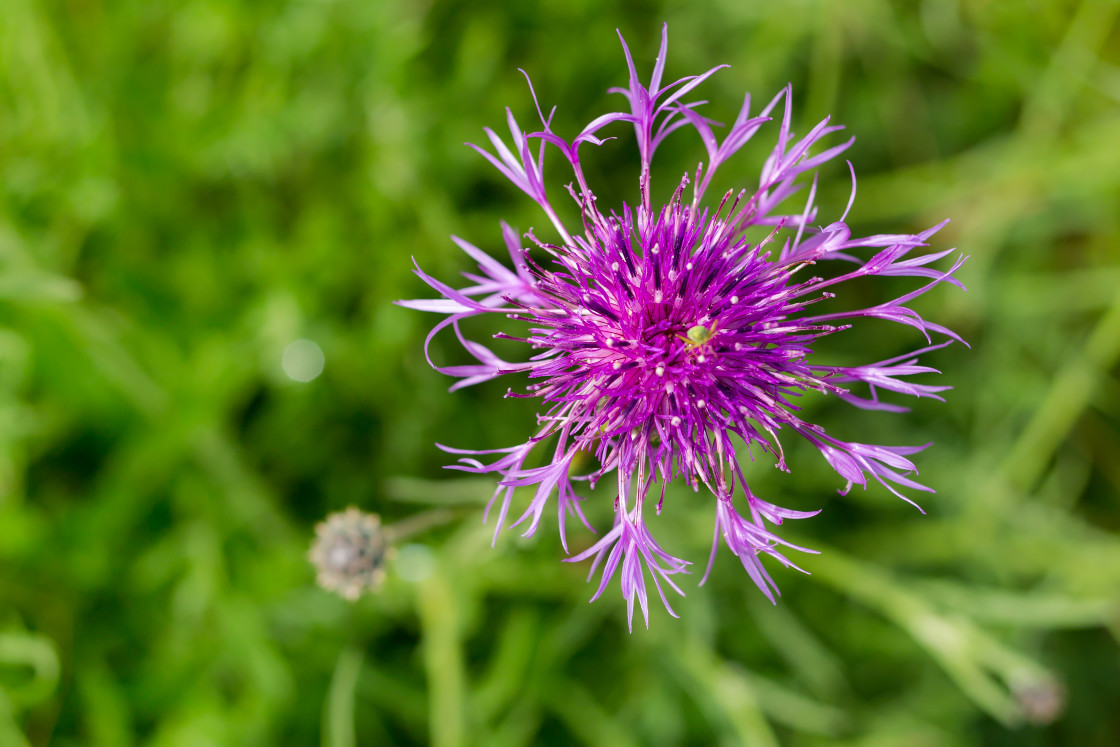 "Greater Knapweed" stock image