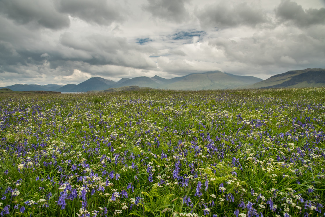 "Ulva, Wild Flower Meadow" stock image