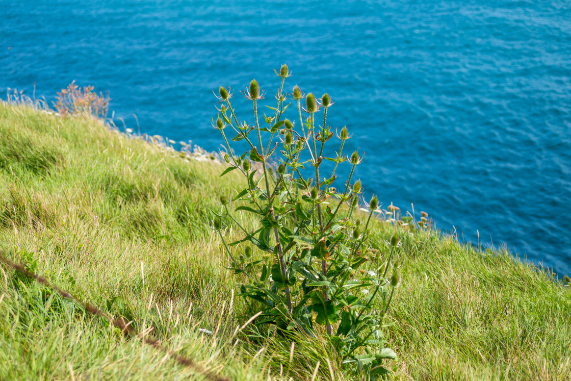 "Teasel Plant by the Sea" stock image