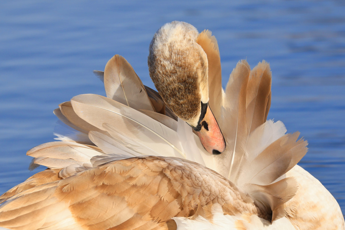 "Preening!" stock image