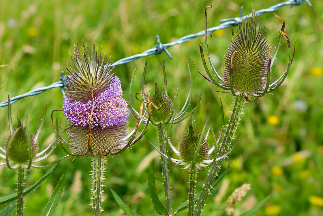 "Flowering Teasel" stock image