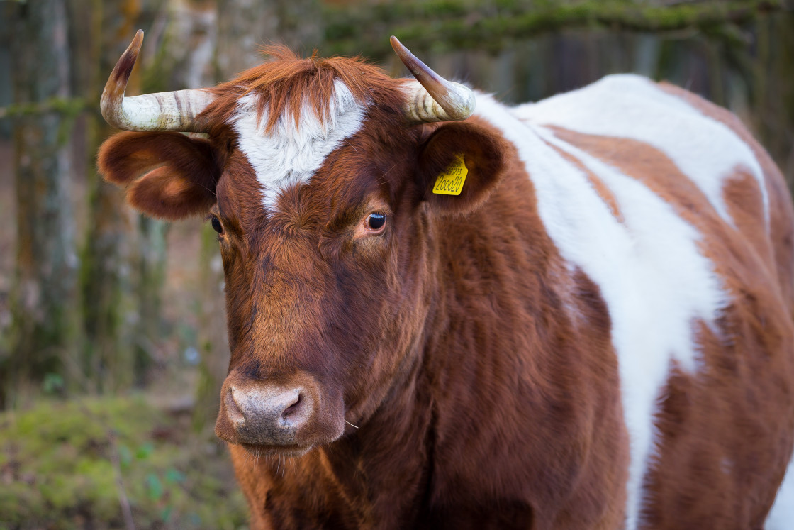 "Cow" stock image