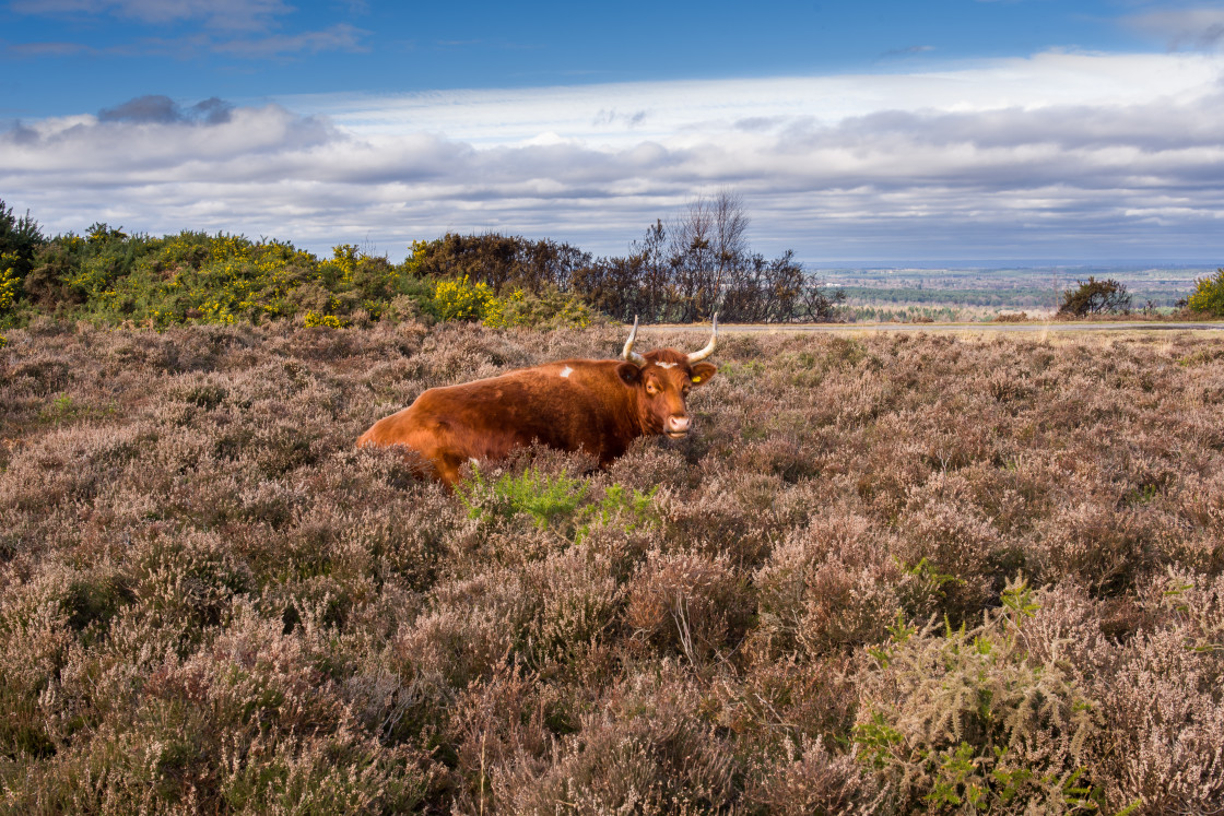 "Cow in heather" stock image