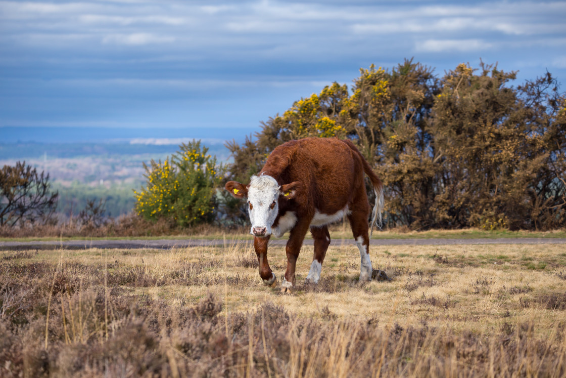 "Cow Strolling" stock image