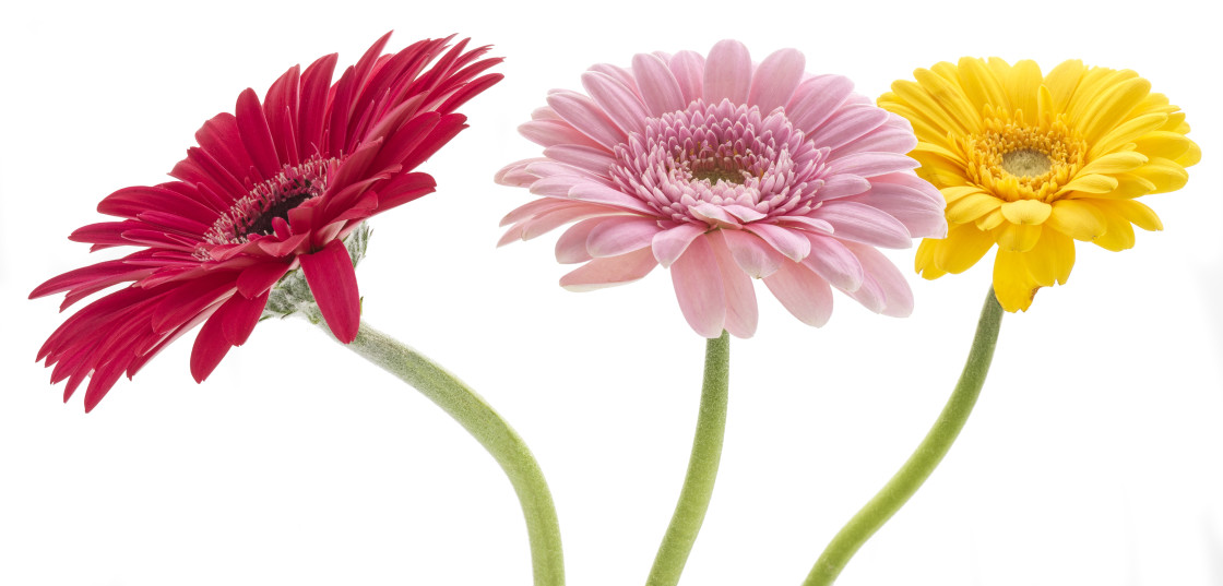 "Gerbera flowers on a white background" stock image