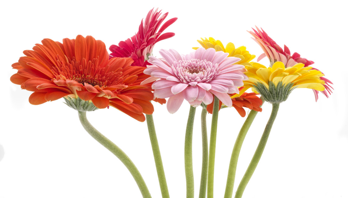 "Gerbera flowers on a white background" stock image