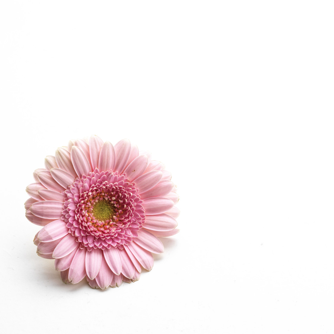 "Pink Gerbera flower on a white background" stock image