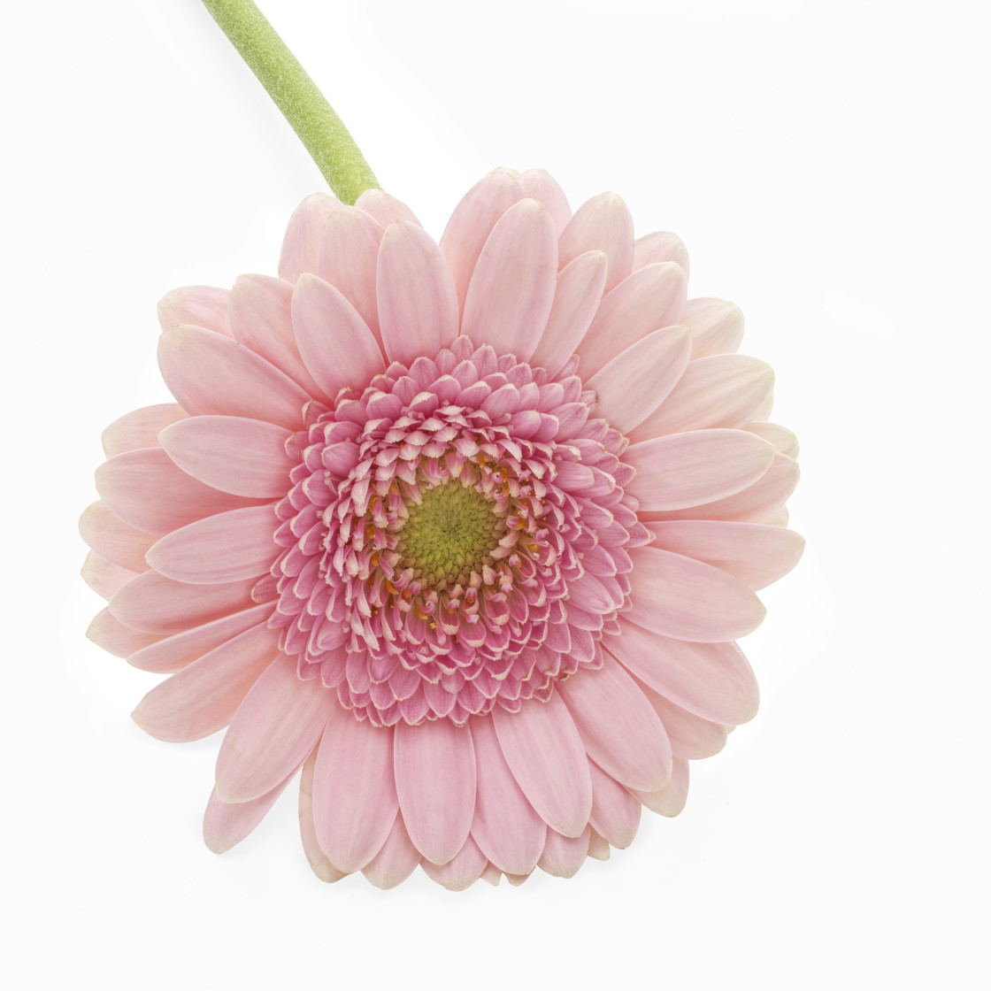 "Pink Gerbera" stock image