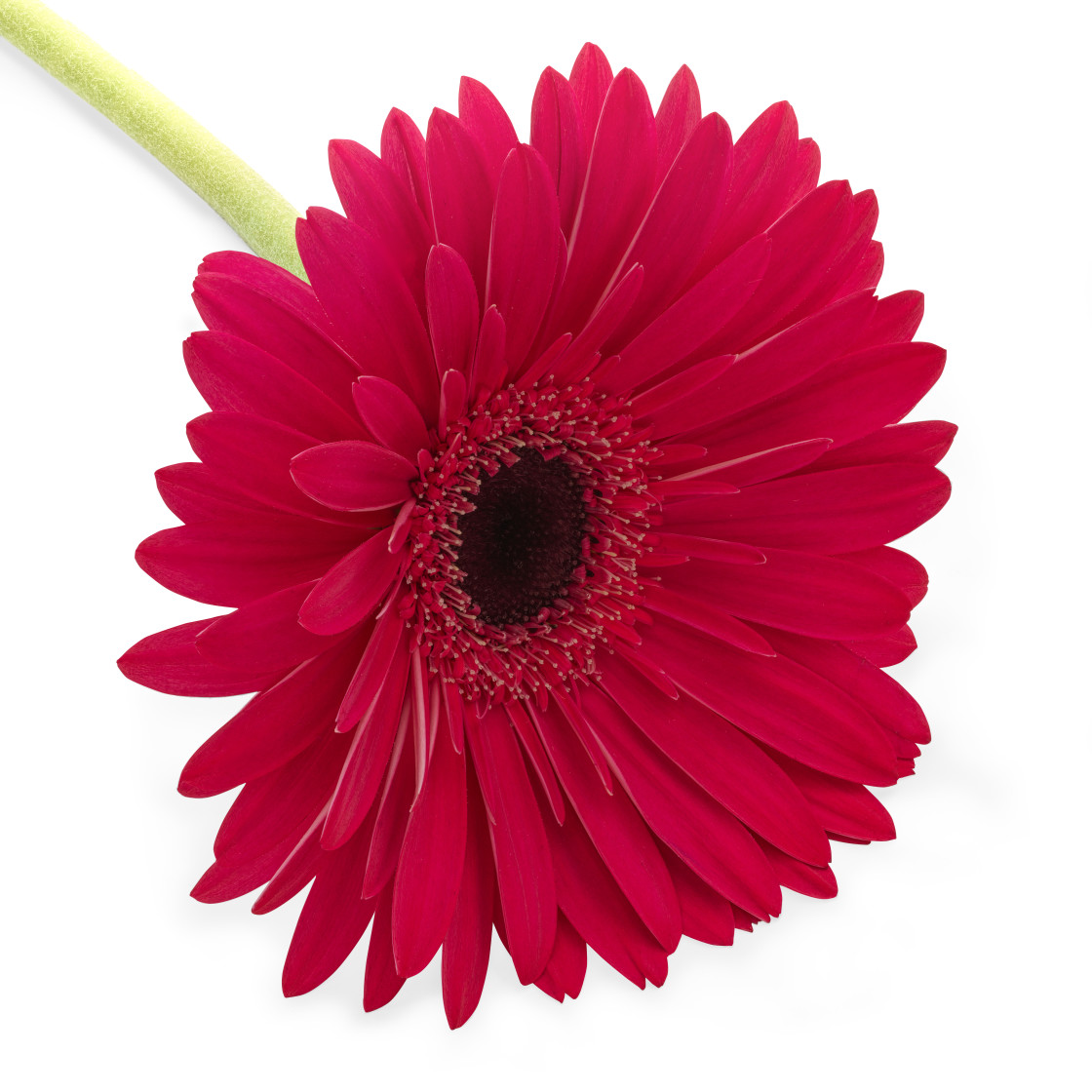 "Red Gerbera" stock image