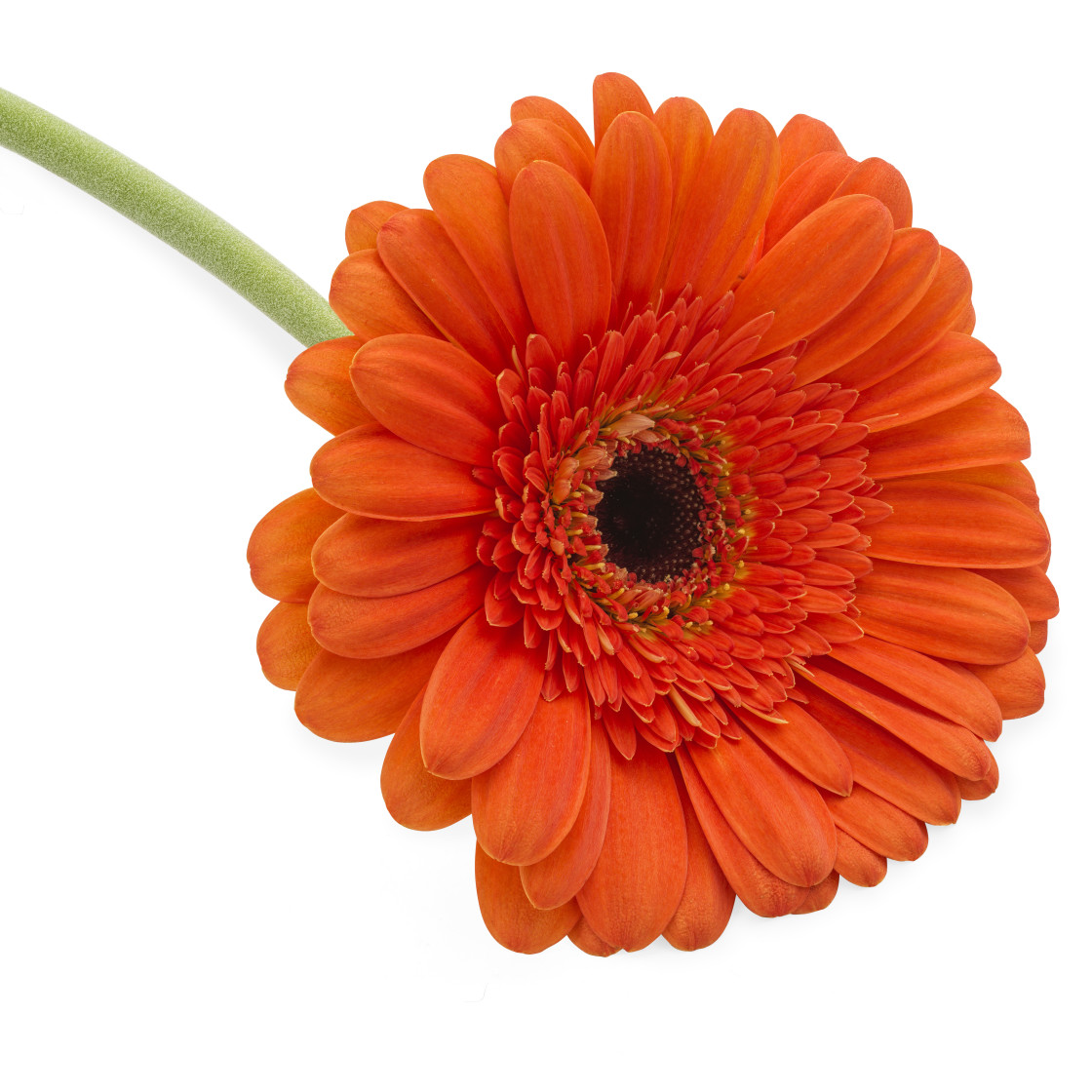 "Orange Gerbera flower" stock image